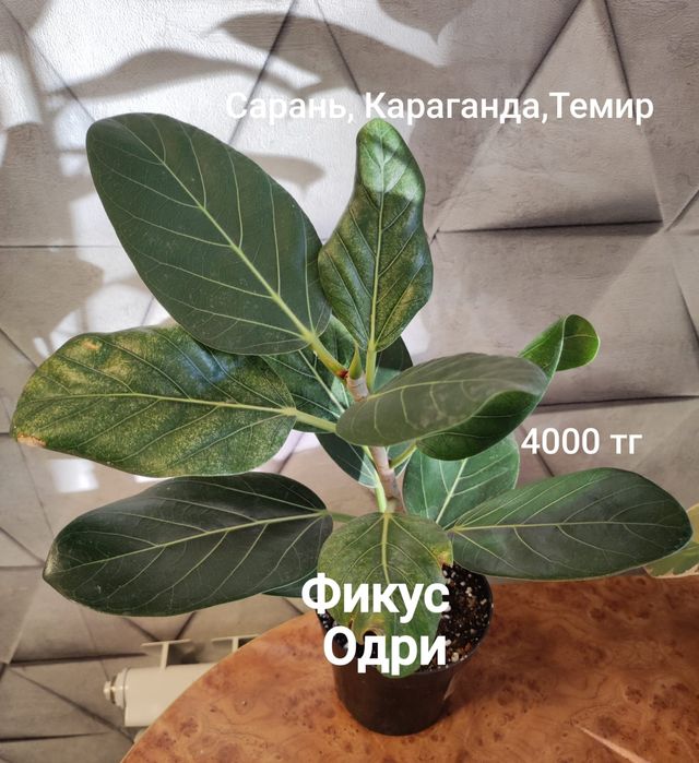 Фикус Нью-Клон,Кинки,Одри, Лирато и др.