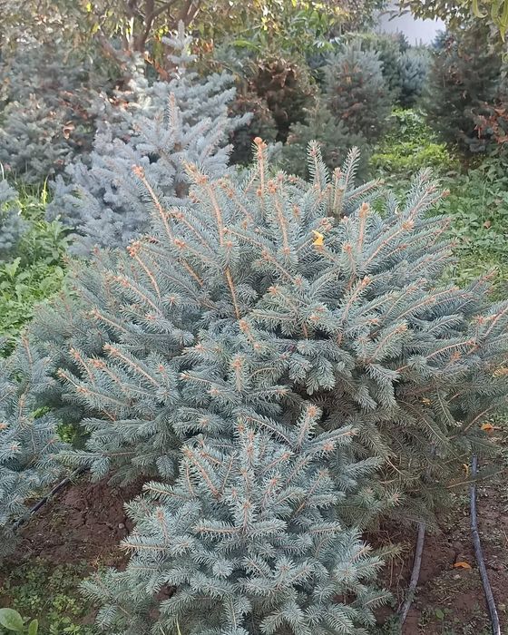 Goluboy yel archa sotuvda