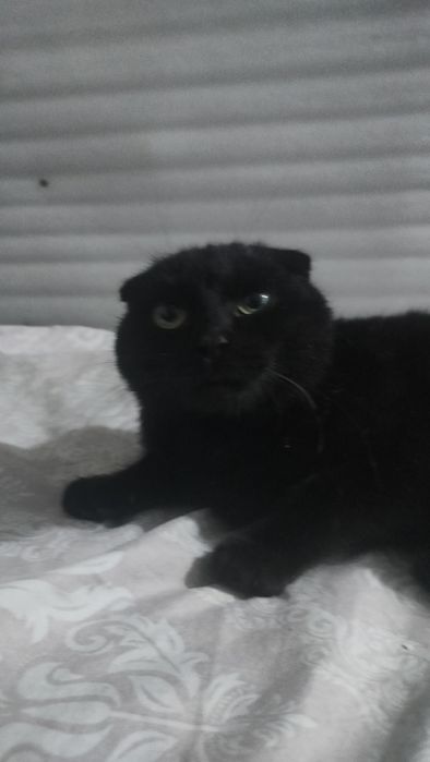 Zottor mushuk emlangan