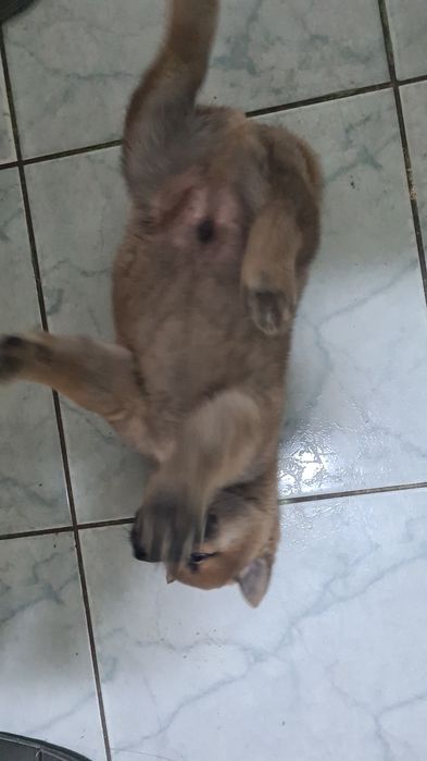 Baiat shiba inu maro