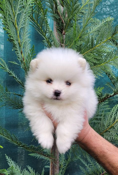 Померан-мини шпиц !!!