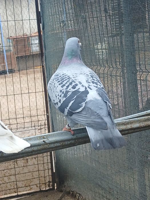 Porumbei de vânzare