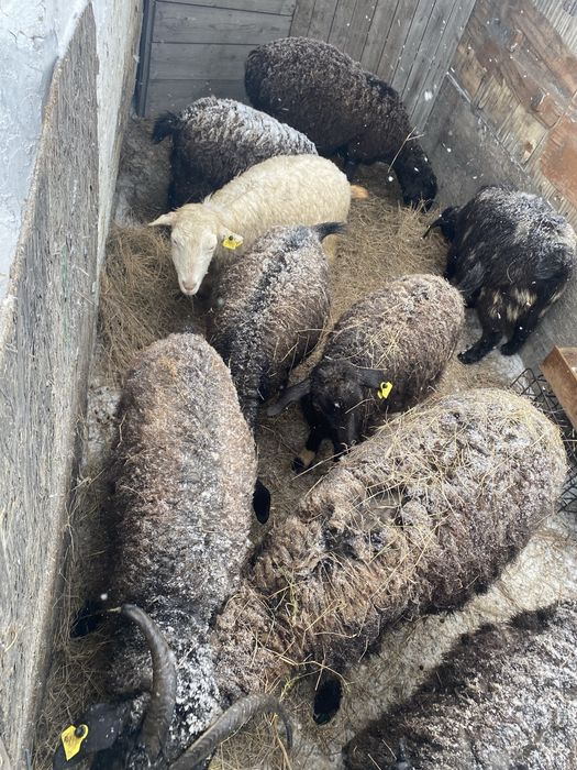 Продам коз, овец/ешки, қой сатамын