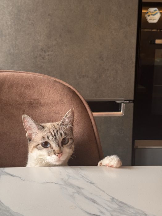 Найдена тайская кошка