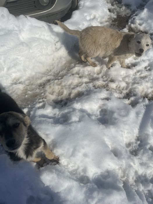 Donez cateluşi (4 luni)