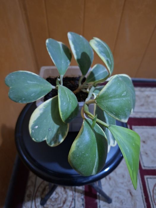 Продам хойю Керри варигатную