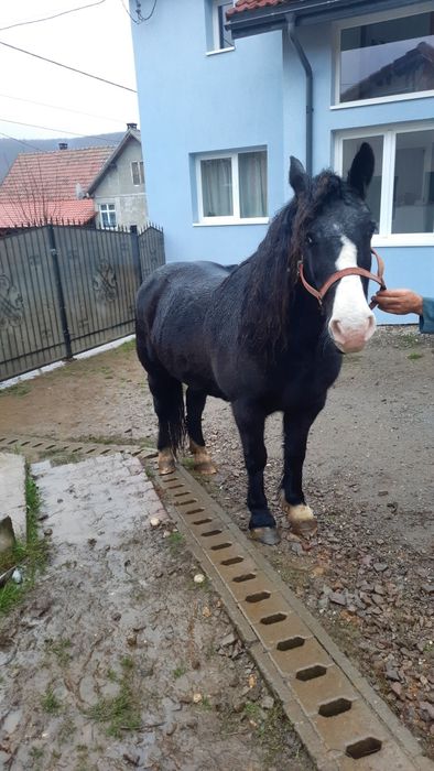 Iapă de vânzare  ...