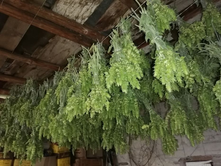 Мурсалски чай  от  Родопите