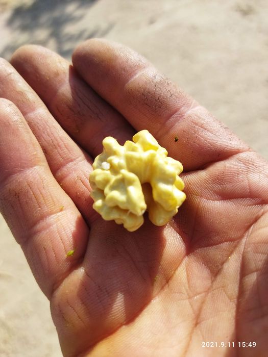 Ishonchli karlik va polukarlik yongʻoq kuchatlari