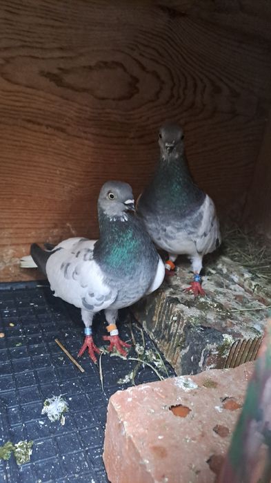 Будапещенски Унгарци