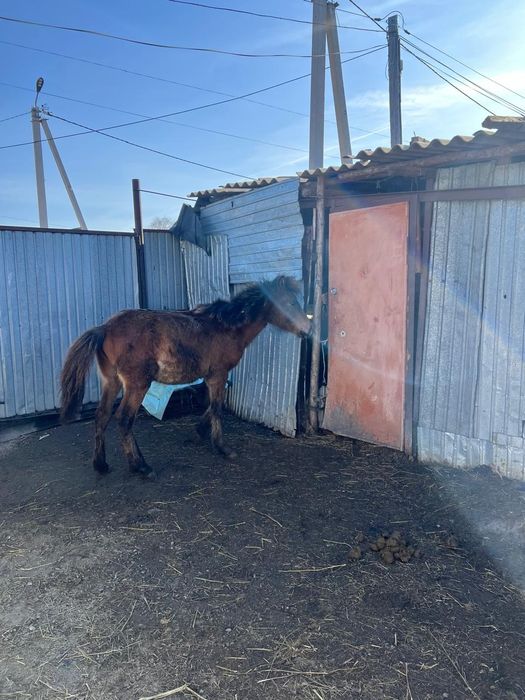 Буаз бие сатамын