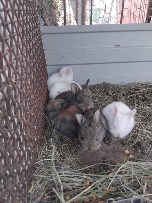 Vand fluture german si i femela cu pui