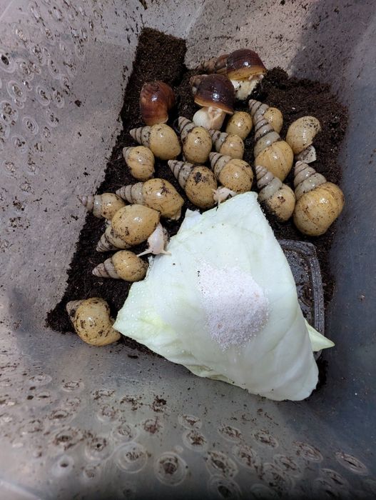 Улитки    ахитины