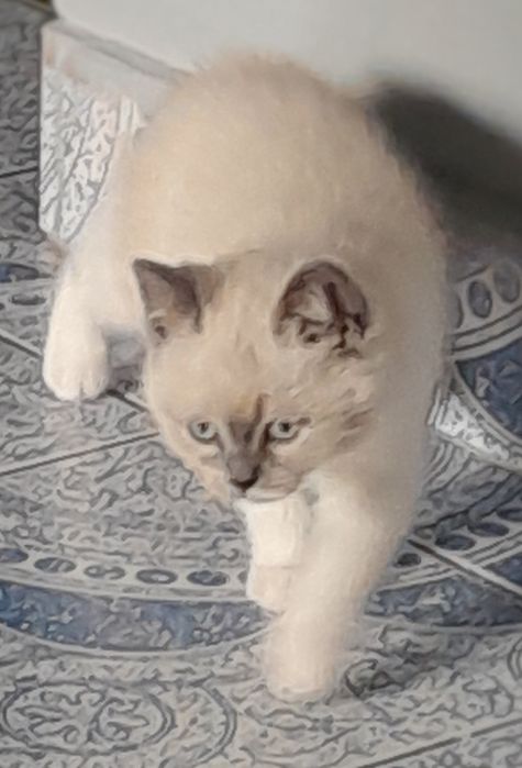 Котета Британска късокосместа