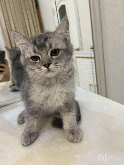 Милая серенькая кошечка