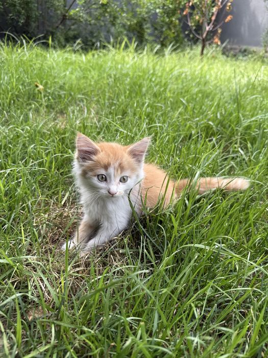 Отдам котёнка в добрые руки