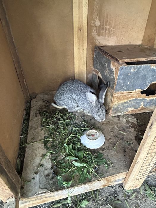 Великан қоян бар