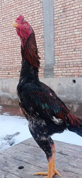 7 ай дакан шоже сатылады