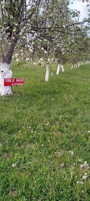 Vânzare - Teren intravilan cu livadă