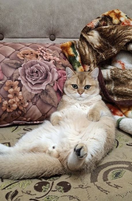 Золотая шиншилла вязка