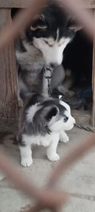Продам щенка хаски