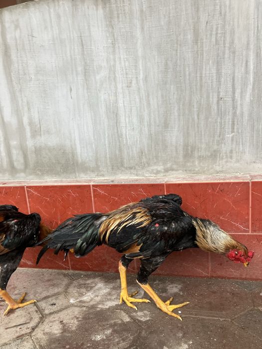 Дакан Зоти Карис!