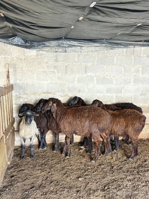 Қозы кошкар баран овцы