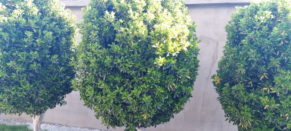 Евонимус-японика 2м.