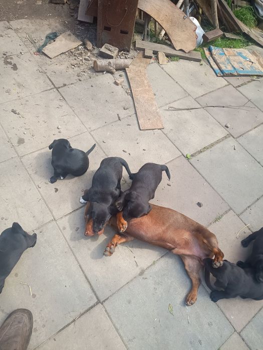 Adopție/donez căței metis