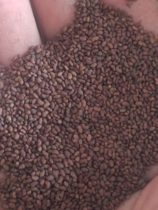 Продам семена клевер