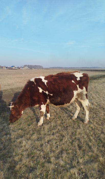 Продам стельную корову