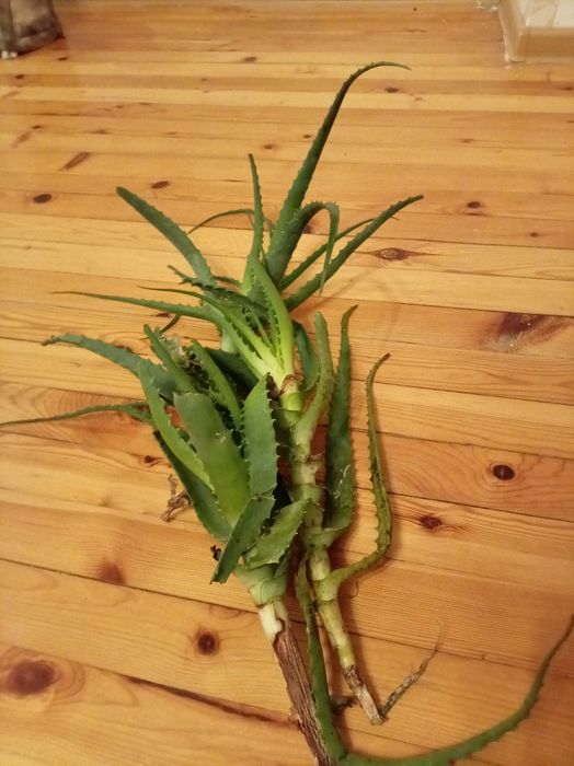 Алое Арборесценс