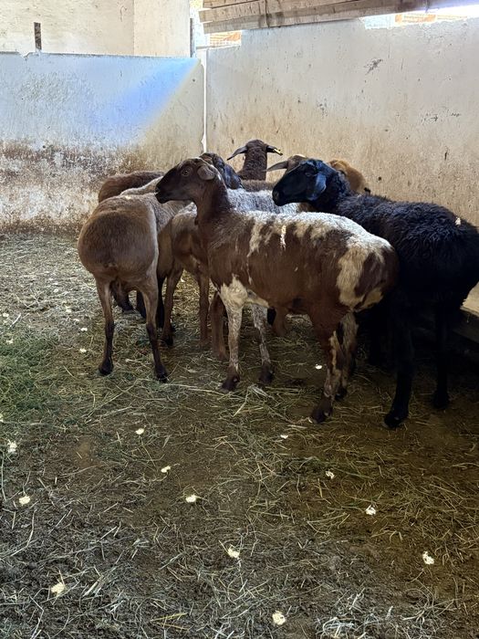 6 бас Семіз,ірі,байлау саулықтар