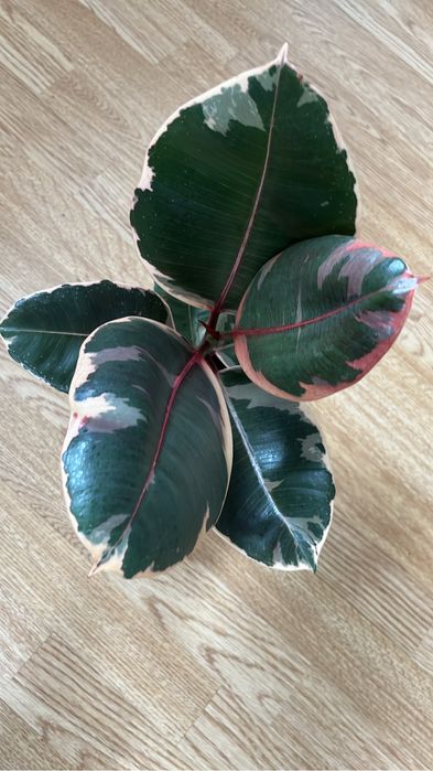 Красивые комнатные цветочки