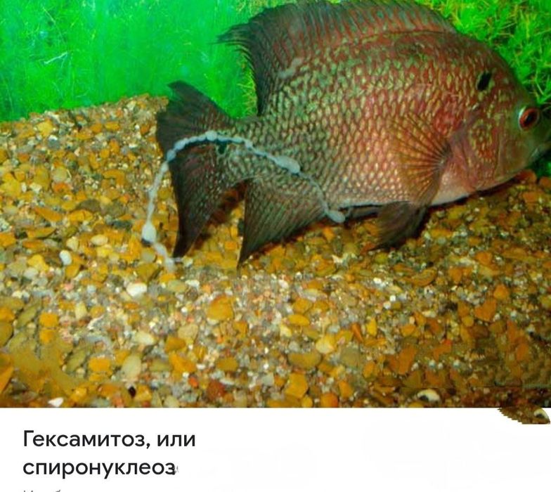 Лекарство для рыб.