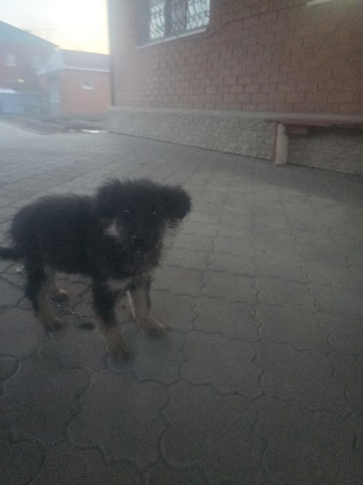 Еркек күшік сатам, 2000тг