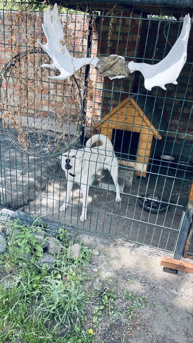 Продам лайку девочка 3,5 года рабочая собачка