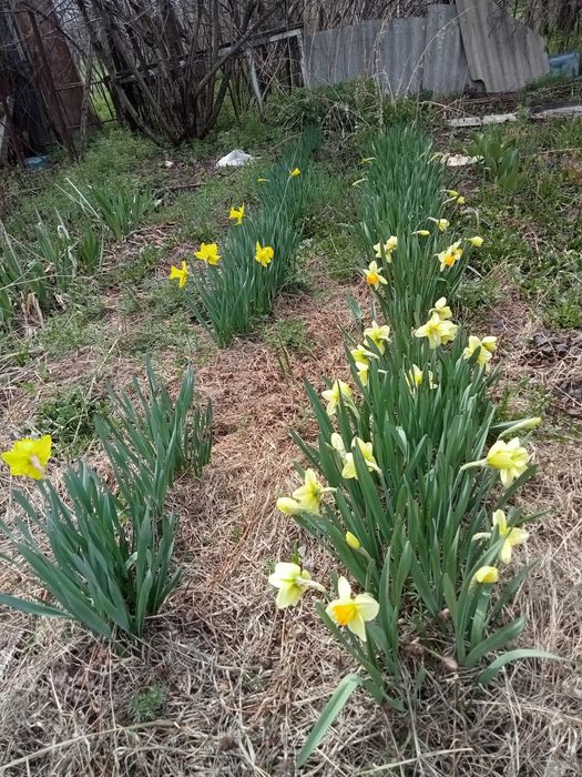 Продам дачу с участком