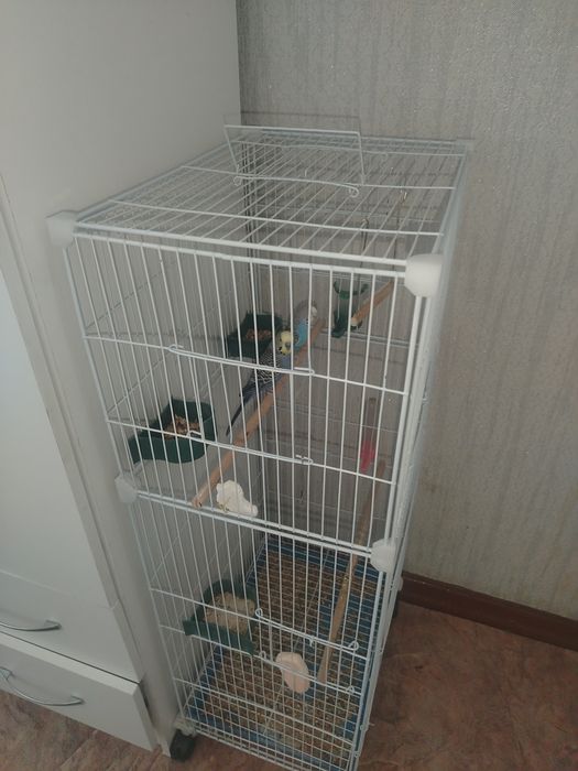 Продаю двух попугайчиков девочка мальчик