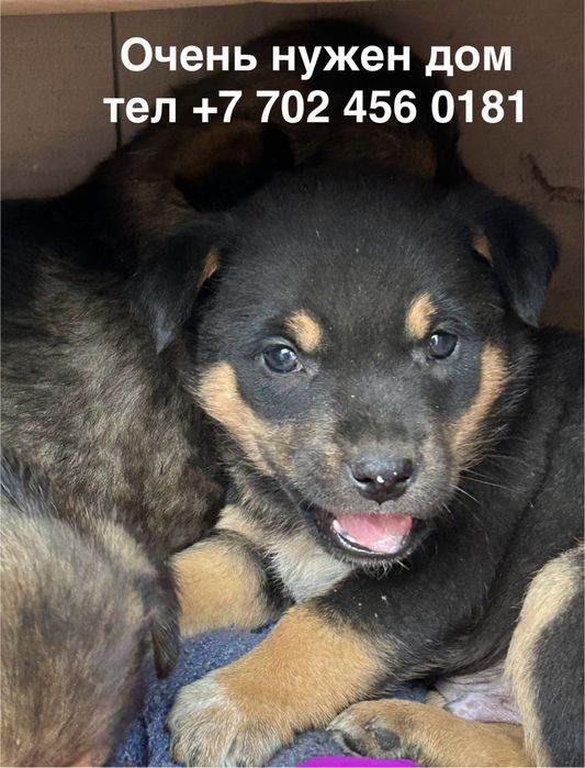 Отдам щенка (мальчик)