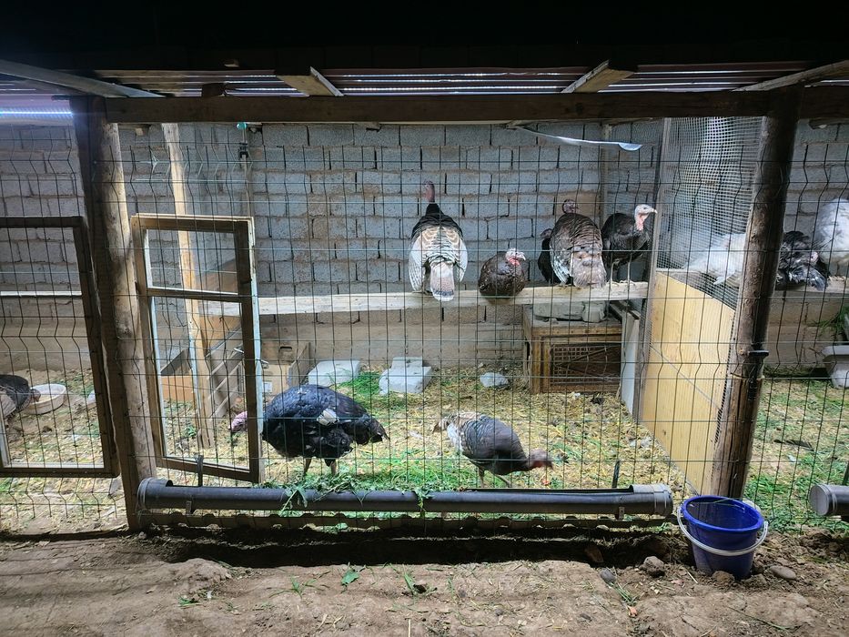 Qorashaxzoda--avstrolop--kurka jojalari sotiladi sog'lom