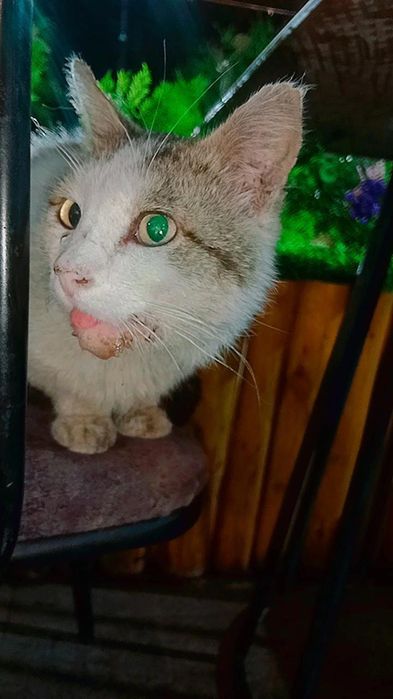 Коту очень нужна помощь