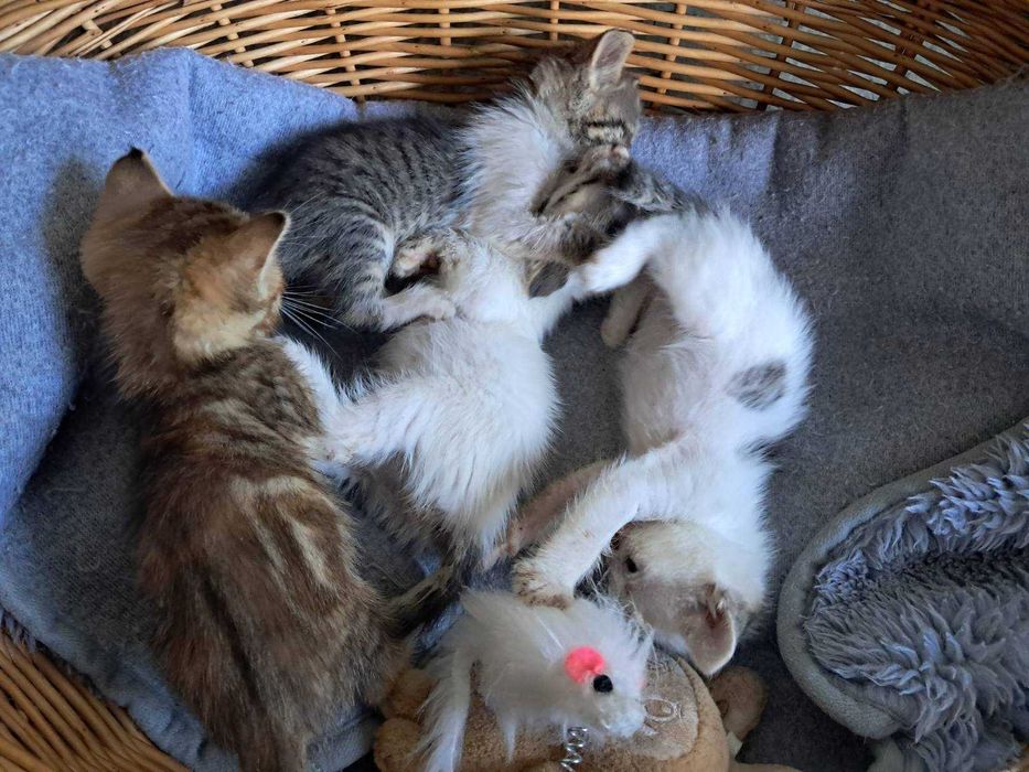 Подарявам котенца