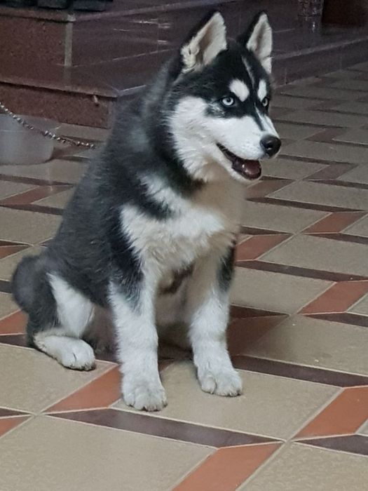 Sibiriski xaski yetti oylik