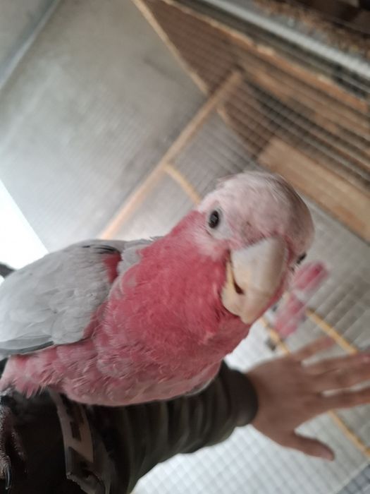 Kakadu roza blândă femelă