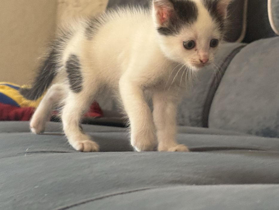 Котята 1 месяц , отдаем в добрые руки