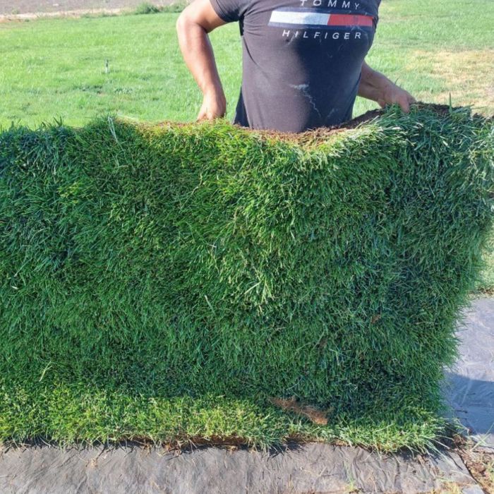 Газон прямо с плантации + доставка + установка