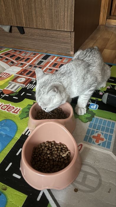Мысық сатылады  үй мысығы