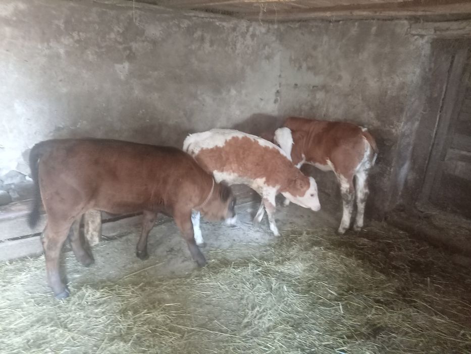 Vând 3 vițele frumoase