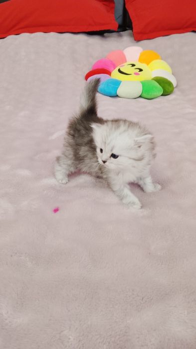 Шатланские котята